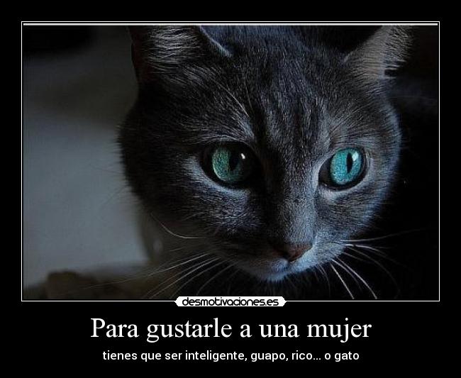 carteles mujer mujeres gatos desmotivaciones