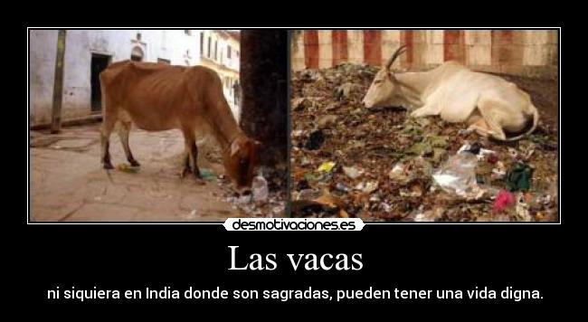 Las vacas -