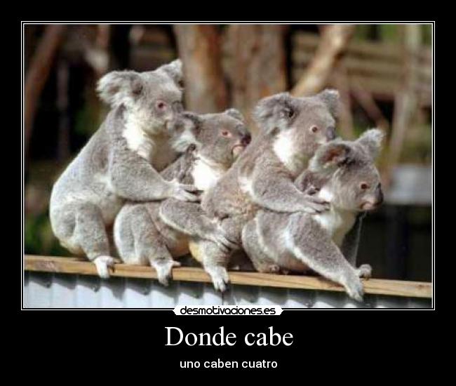 carteles koalas follando desmotivaciones