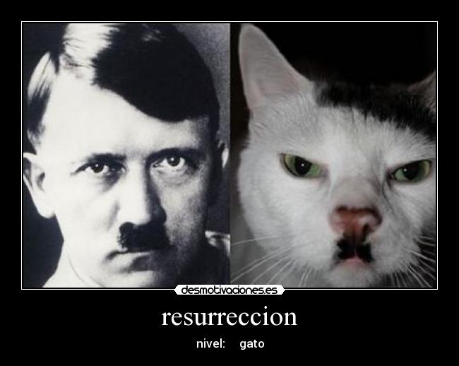 resurreccion - nivel:     gato