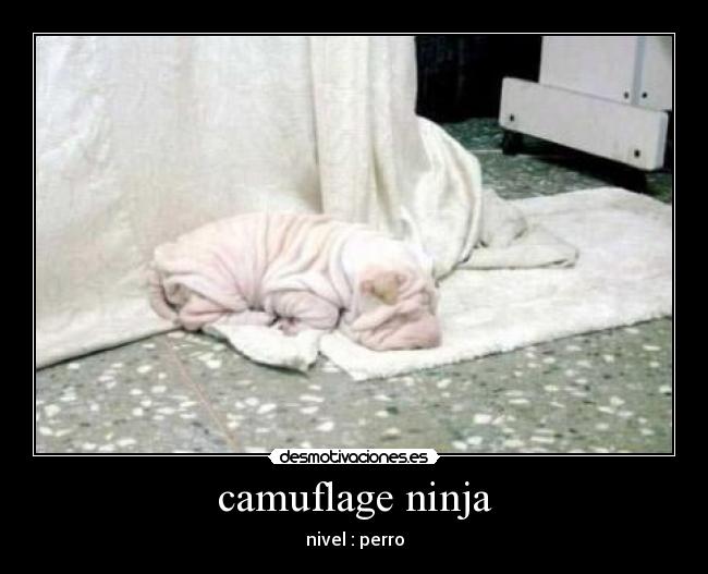 camuflage ninja - nivel : perro