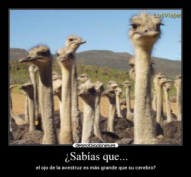 ¿Sabías que... - el ojo de la avestruz es más grande que su cerebro?