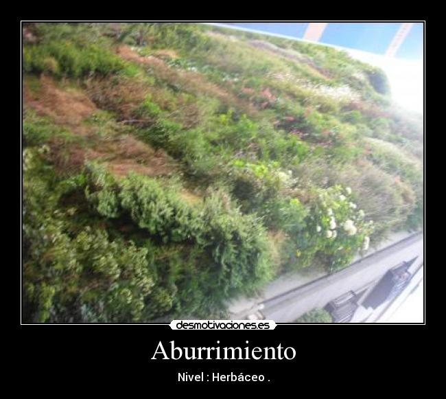 Aburrimiento - Nivel : Herbáceo .