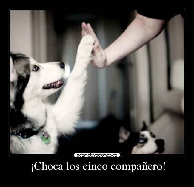 carteles perro cinco desmotivaciones