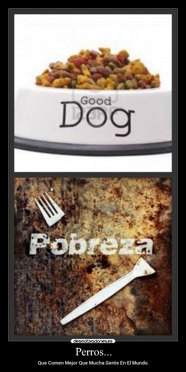 Perros... - Que Comen Mejor Que Mucha Gente En El Mundo.