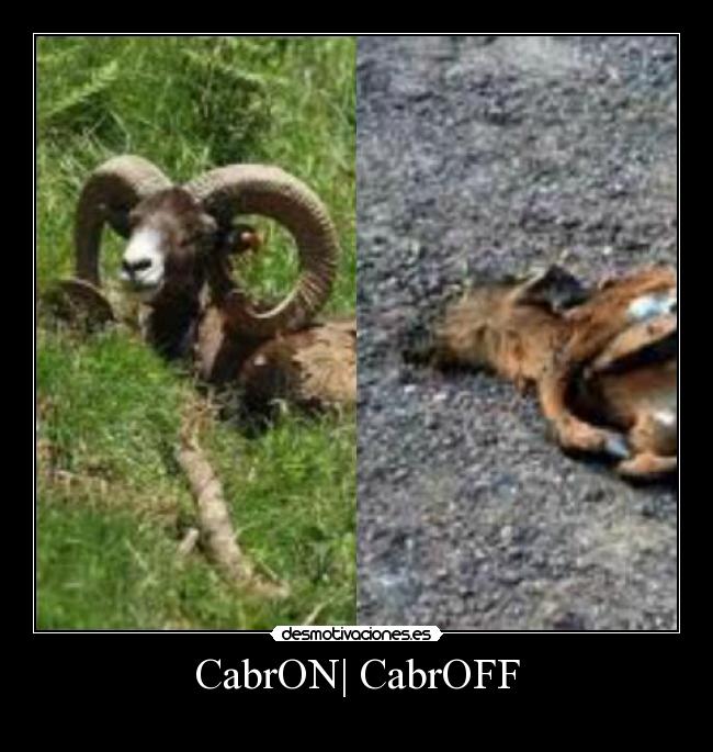 CabrON| CabrOFF -