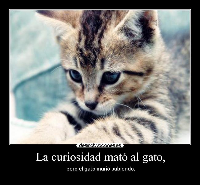 La curiosidad mató al gato, - 