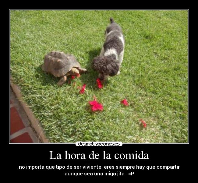 carteles comida que bonito desmotivaciones