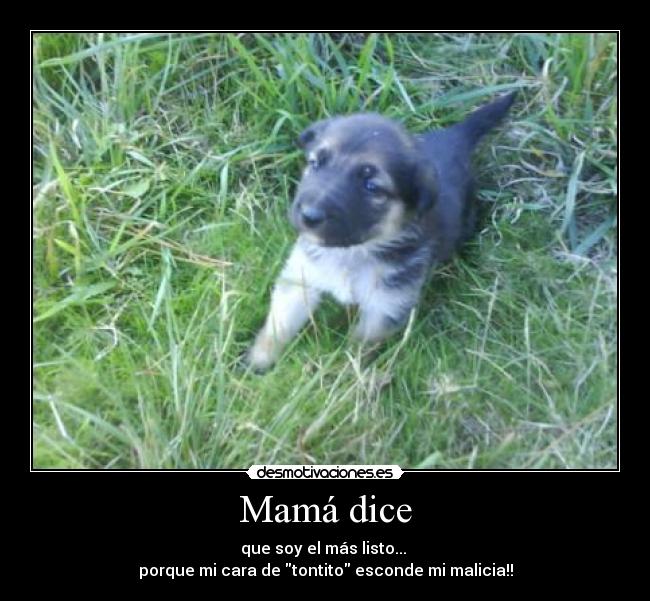 Mamá dice - que soy el más listo...
porque mi cara de tontito esconde mi malicia!!