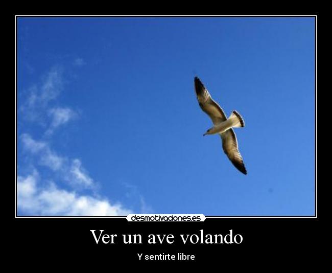 Ver un ave volando - Y sentirte libre