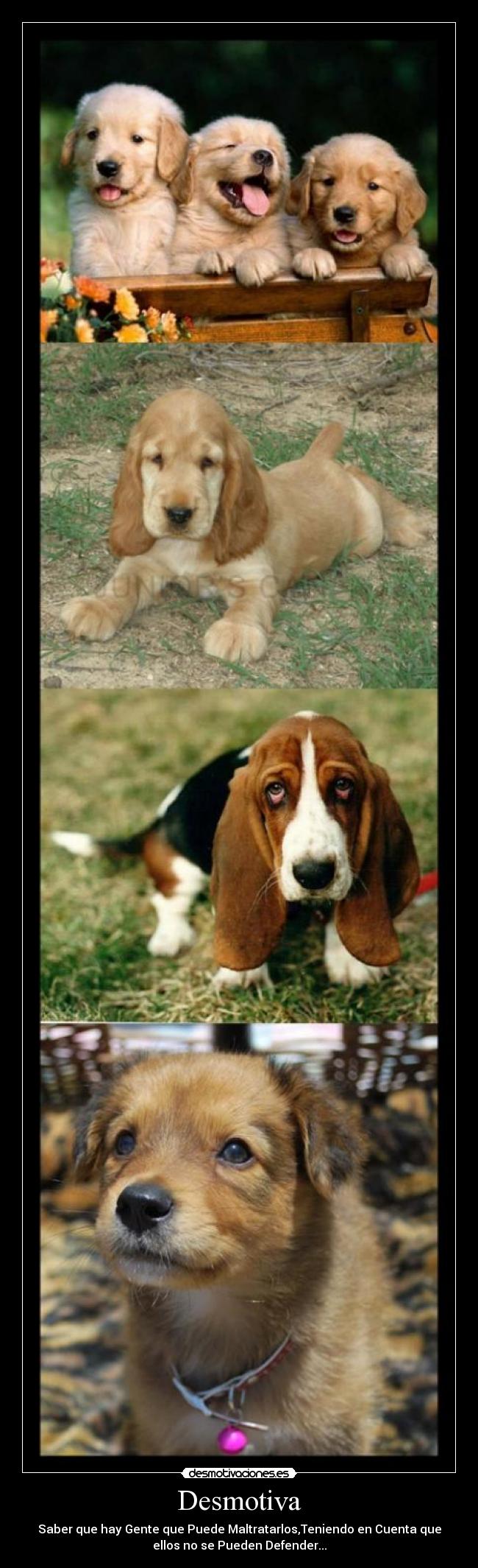 Desmotiva - Saber que hay Gente que Puede Maltratarlos,Teniendo en Cuenta que
ellos no se Pueden Defender...
