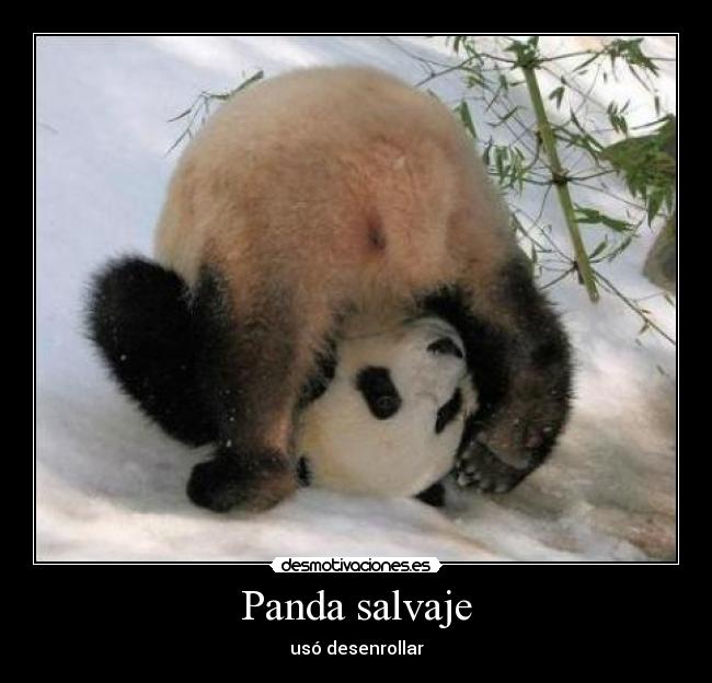 Panda salvaje - usó desenrollar