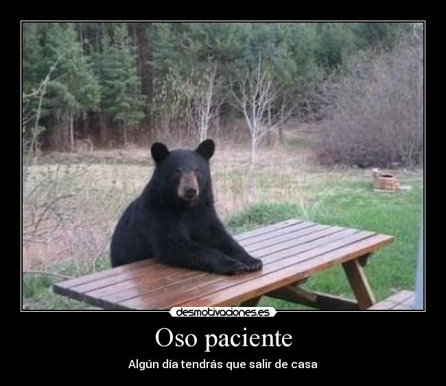 Oso paciente - Algún día tendrás que salir de casa