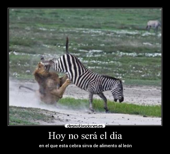 Hoy no será el dia - en el que esta cebra sirva de alimento al león