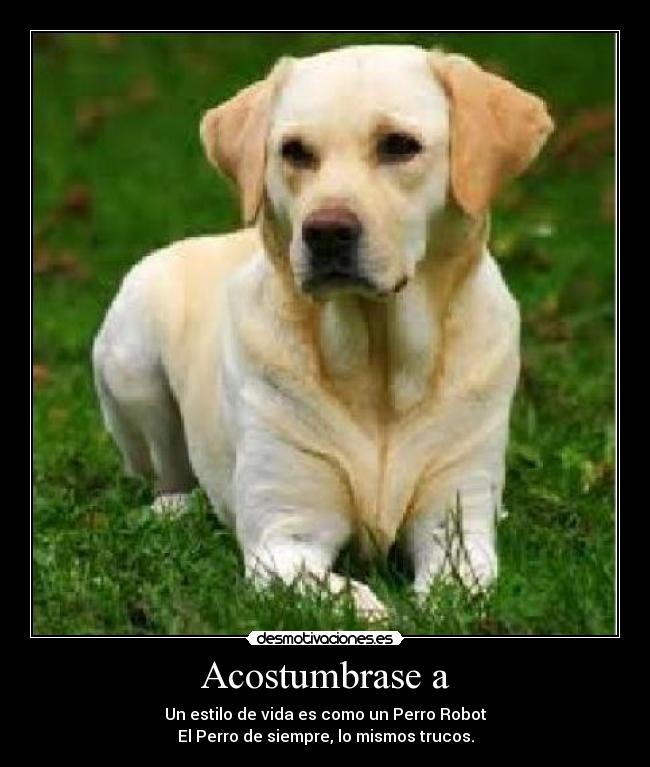 Acostumbrase a - Un estilo de vida es como un Perro Robot
El Perro de siempre, lo mismos trucos.