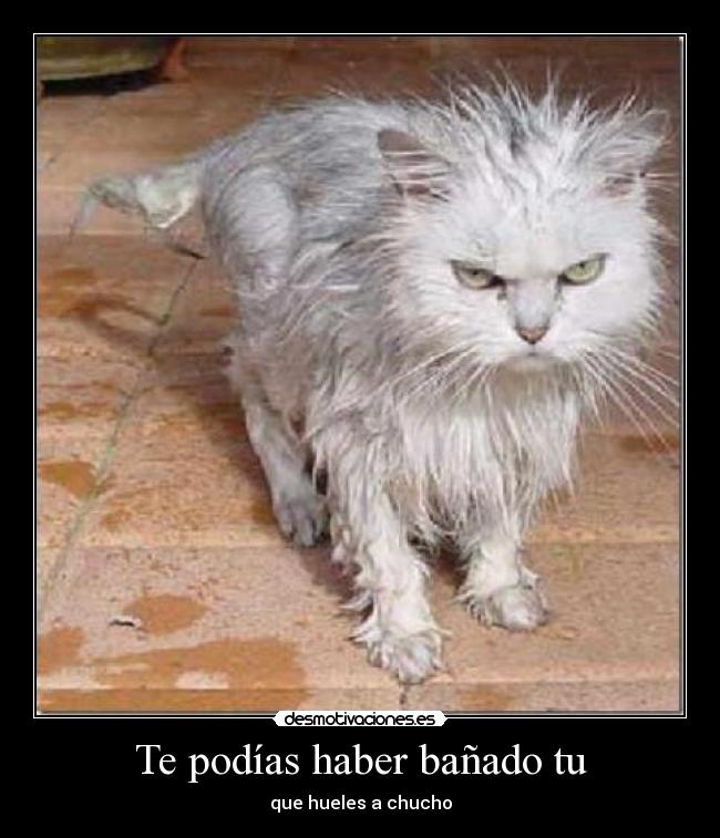 Te podías haber bañado tu - que hueles a chucho