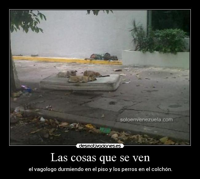 Las cosas que se ven - el vagologo durmiendo en el piso y los perros en el colchón.