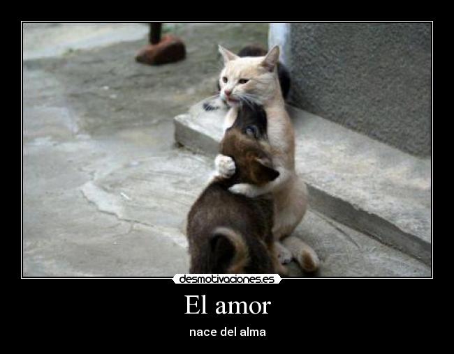 El amor -