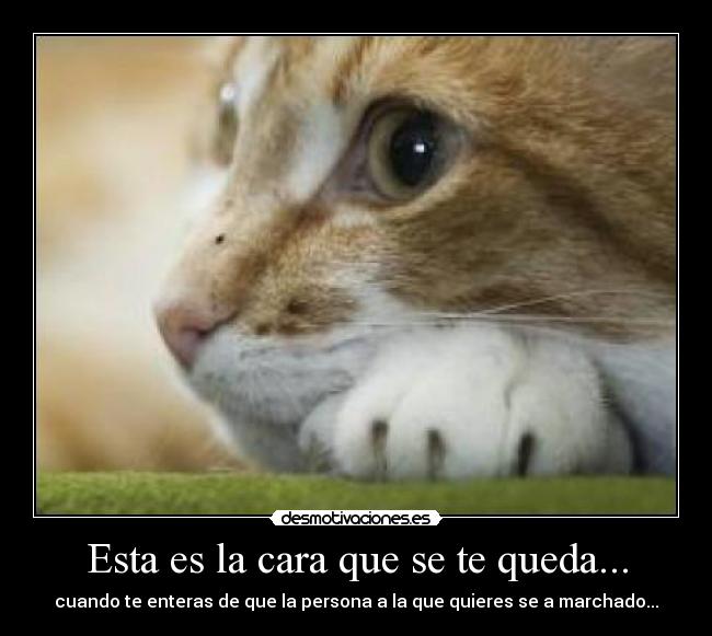 Esta es la cara que se te queda... - 