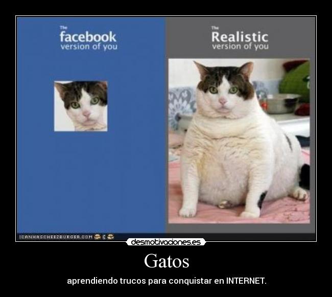 Gatos - 