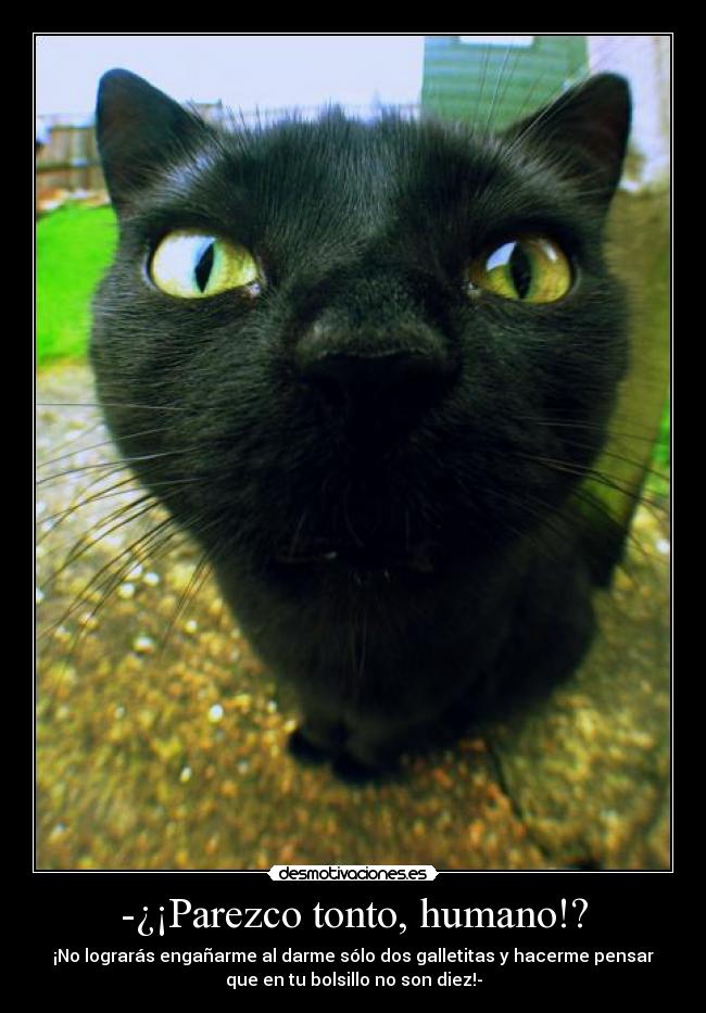 -¿¡Parezco tonto, humano!? -