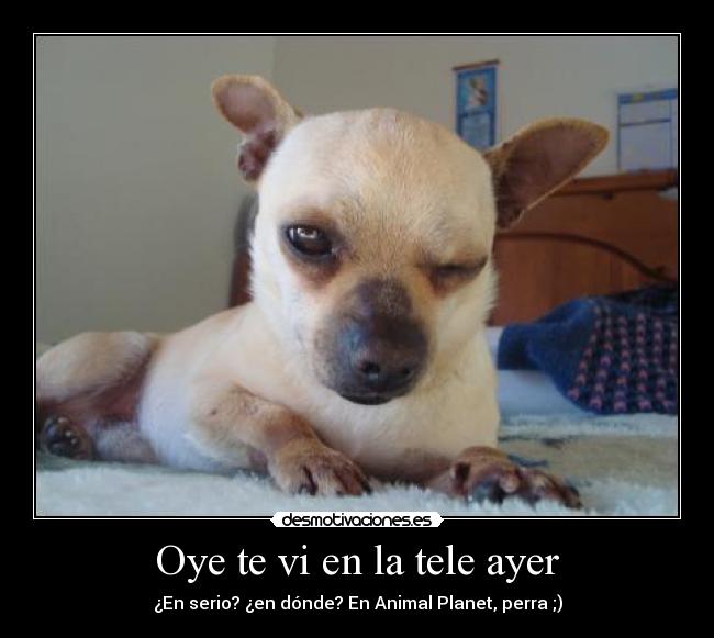Oye te vi en la tele ayer - 