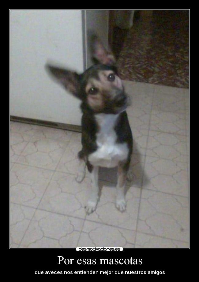 Por esas mascotas -