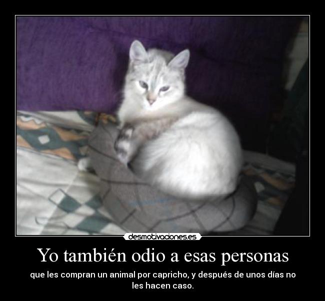 Yo también odio a esas personas - que les compran un animal por capricho, y después de unos días no les hacen caso.