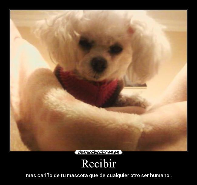 Recibir -