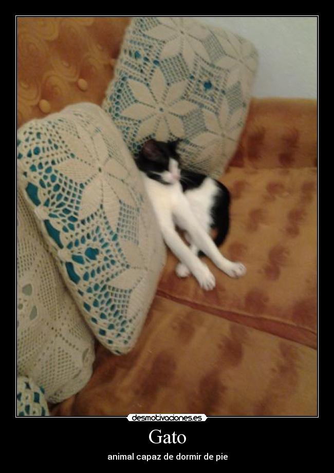 Gato - animal capaz de dormir de pie