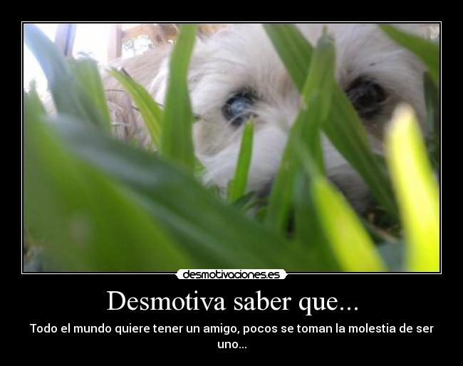 carteles amigos desmotivaciones