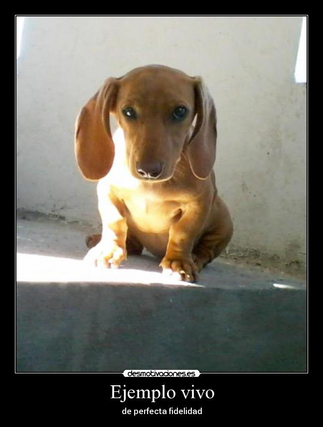 Ejemplo vivo - de perfecta fidelidad