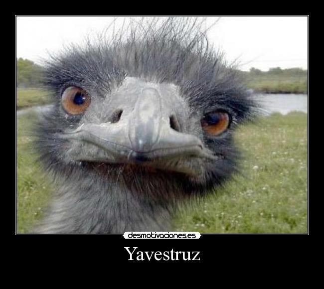Yavestruz -