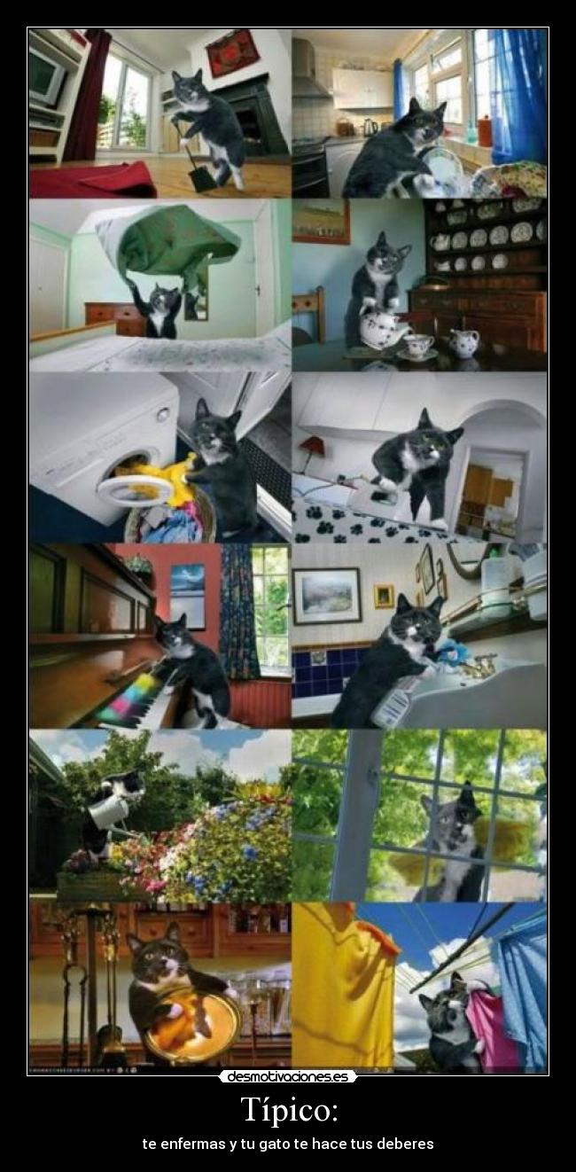 carteles gato desmotivaciones