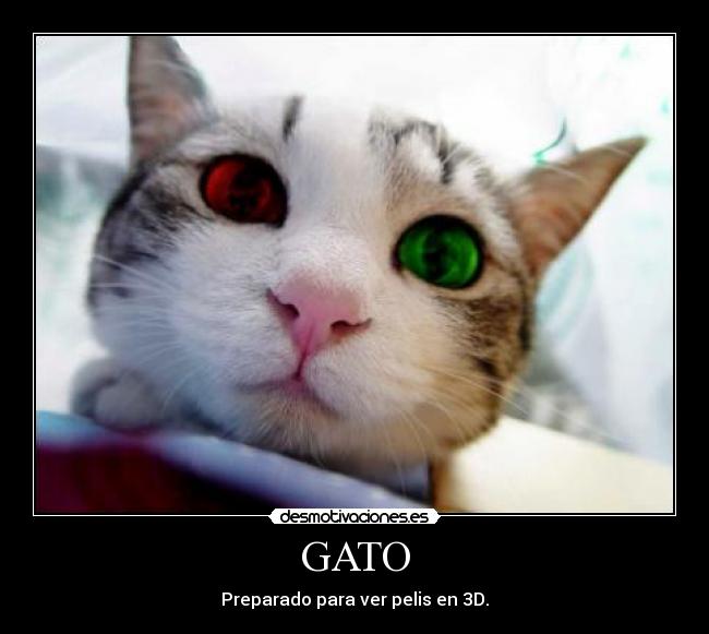 GATO - Preparado para ver pelis en 3D.