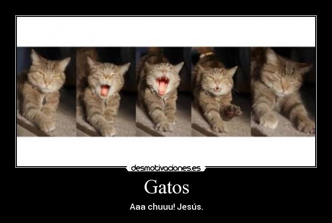 carteles gatos gatos desmotivaciones