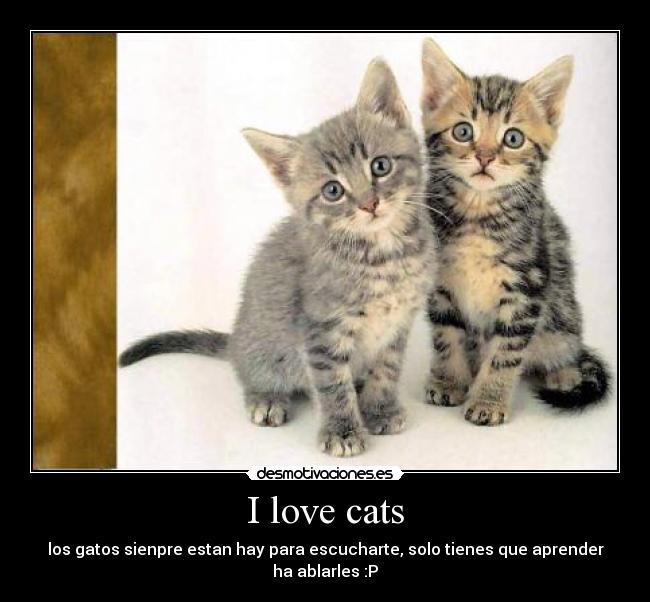 I love cats -