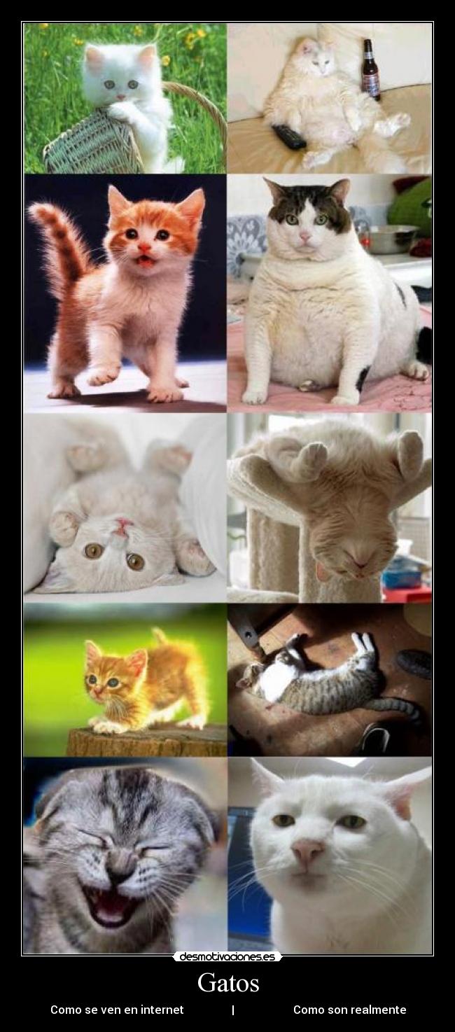 Gatos - Como se ven en internet                 |                     Como son realmente