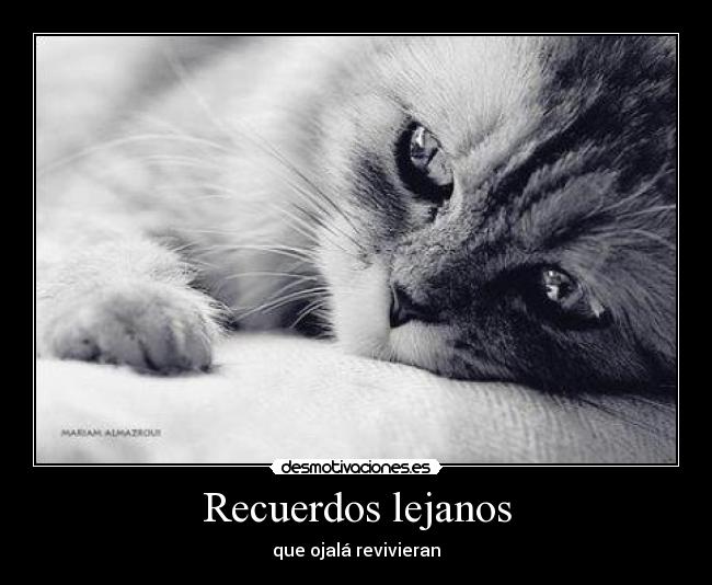 carteles recuerdos takuya36 gatosy recuerda cosas lejanas desmotivaciones