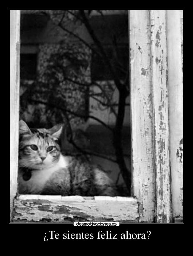 ¿Te sientes feliz ahora? -