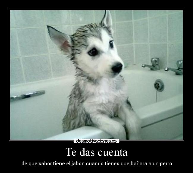 Te das cuenta - de que sabor tiene el jabón cuando tienes que bañara a un perro