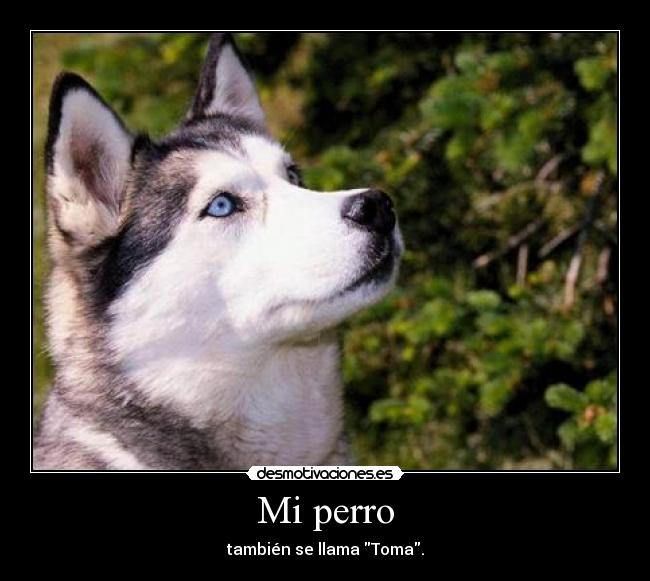 Mi perro -