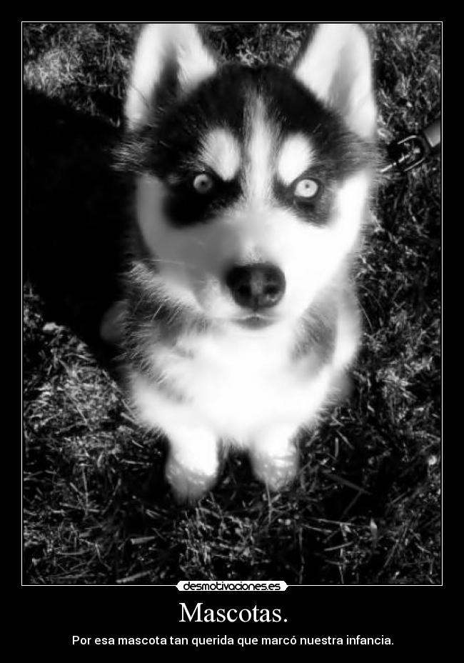 Mascotas. -