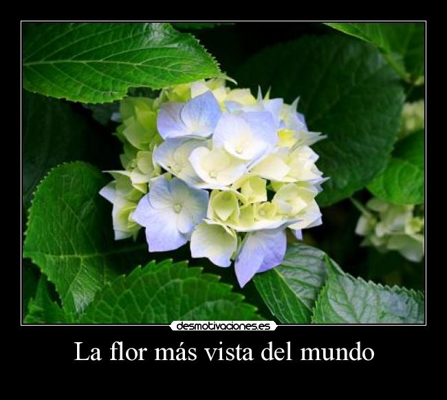La flor más vista del mundo -