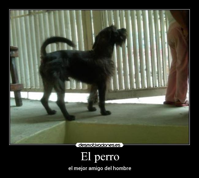 El perro - el mejor amigo del hombre