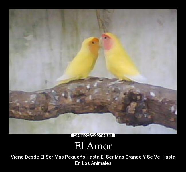 El Amor - 
