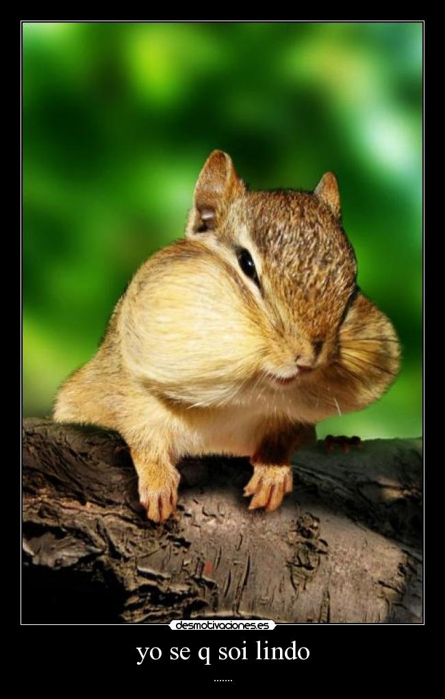 yo se q soi lindo - 