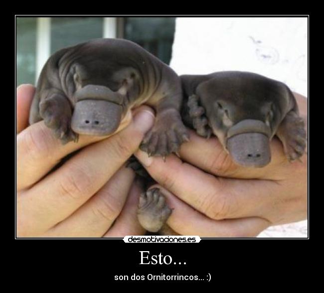 Esto... - son dos Ornitorrincos... :)