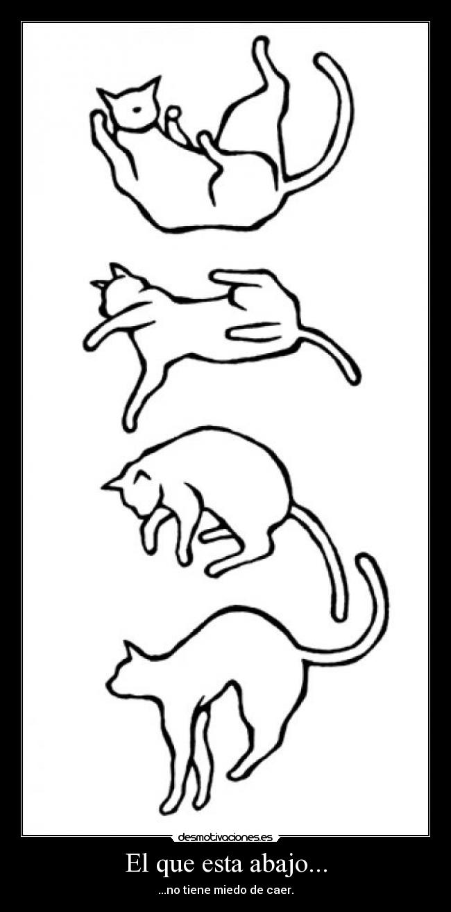 carteles gato caida gravedad anonimo13 desmotivaciones