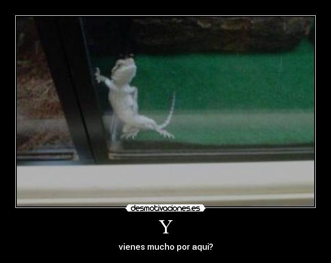 carteles iguana desmotivaciones